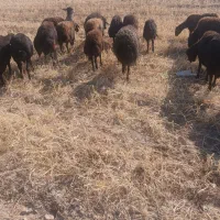 میش|حیوانات مزرعه|قیدار, |دیوار