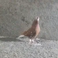 باسلام یک عدد سرخ دم سفید نر