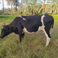 گاو آمریکایی