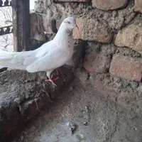 کفتر|پرنده|ساوه, |دیوار