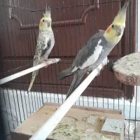 عروس هلندی سخنگو با جوجه قفس و لوازم