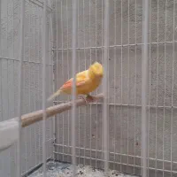 قناری نر|پرنده|کرمان, |دیوار