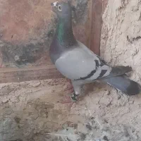 کفتر|پرنده|درمیان, |دیوار