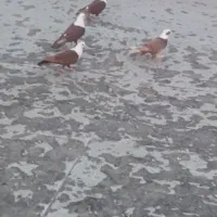 چهارعدد کبوتر کله سفید خوشگل