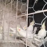 7عدد عروس هلندی برا فروش|پرنده|کرمان, |دیوار