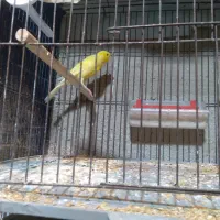 فروش یک عددقناری