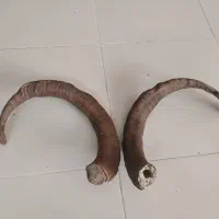 شاخ کل بز دکوری