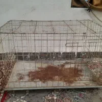 قفس کفتر