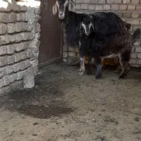۱راس بز بابزغال ماده سالم وسرحال