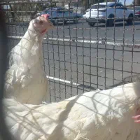 مرغ قربانی|حیوانات مزرعه|کرج, کمالشهر|دیوار