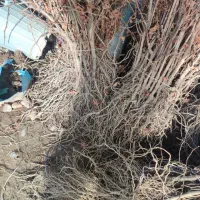 انواع نهال میوه ،پسته ،گردو،صنوبر و کبوده و.|خدمات باغبانی و درختکاری|بیرجند, |دیوار