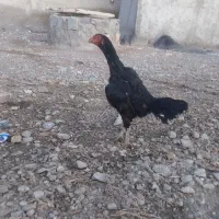 لاری اصل|حیوانات مزرعه|قره قوین, |دیوار