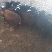 تعداد ۱۸راس بره نر شال و قزل اصیل