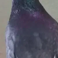 کبوتر