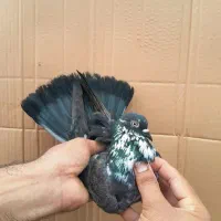 کفتر ماده قاره سبز پرش بعداظهری تضمینی