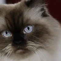 گربه شناسنامه دار آماده جفت گیری