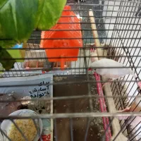 فنج جنس عالی|پرنده|قم, زنبیل آباد|دیوار