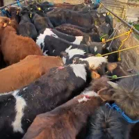 ارسال گوساله به سراسر ایران