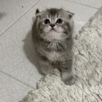 بچه گربه‌ اسکاتیش شورت هیر