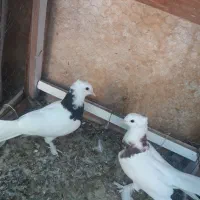 کبوترطوقی