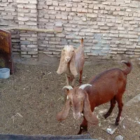 بز پاکستانی جوان سرحال جنس چند قل زا شیرا|حیوانات مزرعه|کرمان, |دیوار