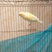 ماده قناری طلایی