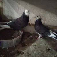 کبوتر پلاکی وکاشانی پرشی