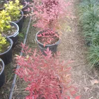 ناندینا سطل 10|گل و گیاه طبیعی|کلاچای, |دیوار