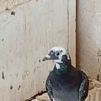 کبوتر خوب|پرنده|خورموج, |دیوار