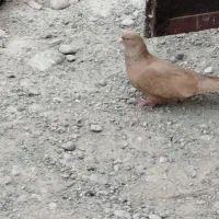 کبوتر خوب عالی درجایی نر