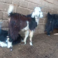 یه عدد بیگ چاق