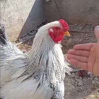 خروس برهمارومانی