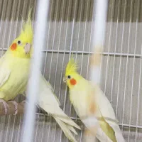 عروس هلندی لوتینو نر و ماده زعفرانی آلبینو|پرنده|شیراز, آبیاری|دیوار