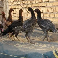 مرغ لاری|حیوانات مزرعه|تهران, بهارستان|دیوار