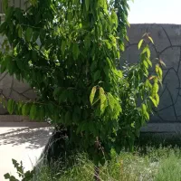 باغ-شاهنامه