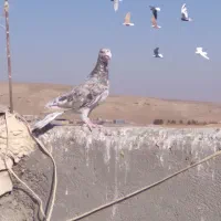 سرورشکلاتی