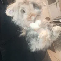 خرگوش لوپ زیر قیمت