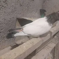 فروش کبوتر