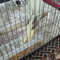 عروس هلندی نر|پرنده|نورآباد, |دیوار