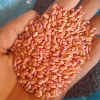 گندم پیشگام بذری ۶۰۰ کیلو تمیز ودرشت