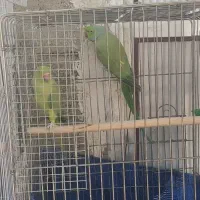 یک جفت طوطی ملنگو نروماده|پرنده|ماکو, |دیوار