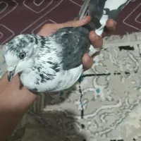 کبوتر کاشانی سوسکی