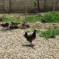 جوجه|حیوانات مزرعه|رزن, |دیوار
