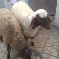 دو عدد بره نر درجه یک|حیوانات مزرعه|بروجرد, |دیوار