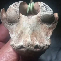 جمجمه هزاروچهارصد سال پیش بوفالو