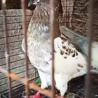 کبوتر گمشده