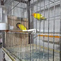 کوتوله فیشر طلایی با دو جوجه|پرنده|سهند, |دیوار