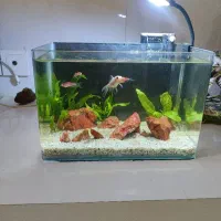 اکواریوم شیشه خم در حد