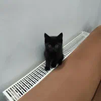 بچه گربه ۲ ماهه