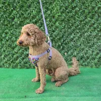 یک قلاده سگ پودل نر رنگ رد|سگ|شیراز, شهرک مدرس|دیوار